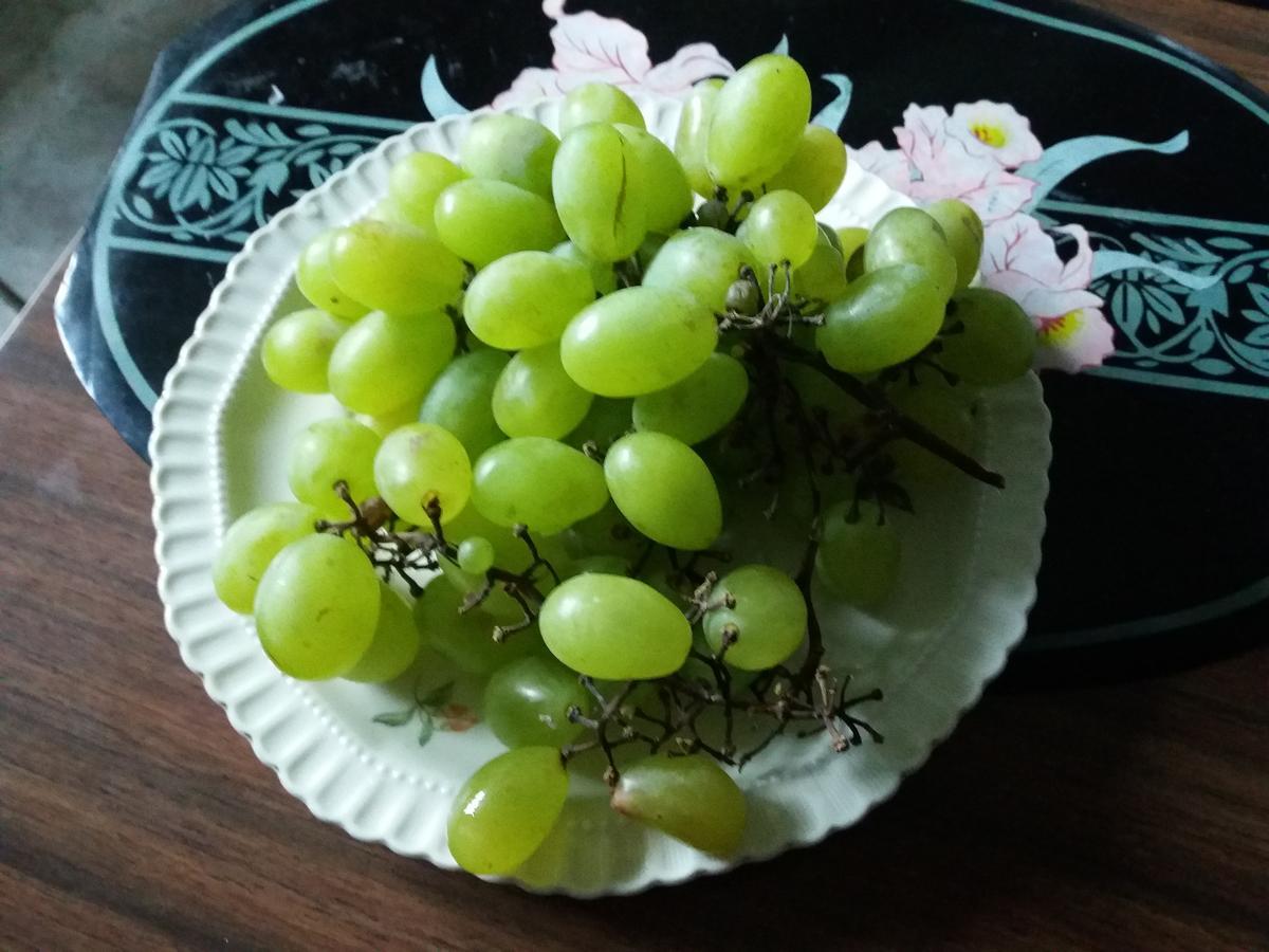 Pashko Vasa Guesthouse Shkoder Bagian luar foto